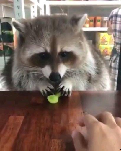 娱乐吃瓜酱小动物视频  第2张