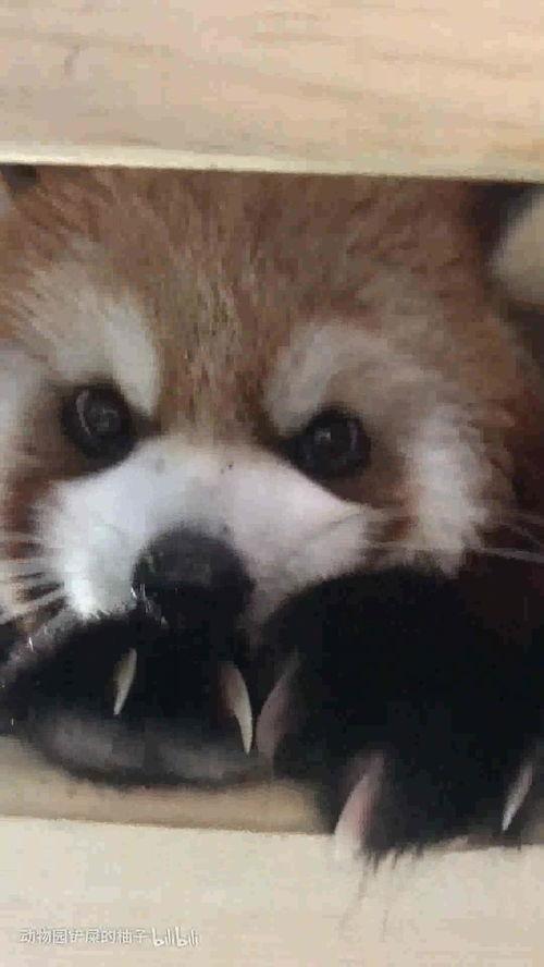 娱乐吃瓜酱小动物视频  第3张