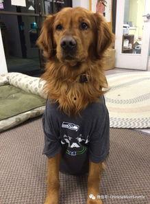 娱乐吃瓜汪星人是谁,网络红星的崛起之路  第3张