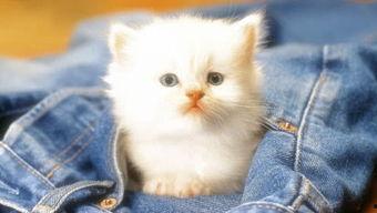 娱乐吃瓜君罗小猫,娱乐吃瓜界的“猫界网红” 第2张 娱乐吃瓜君罗小猫,娱乐吃瓜界的“猫界网红” 第2张