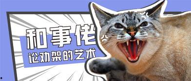 娱乐吃瓜君罗小猫,娱乐吃瓜界的“猫界网红” 第3张 娱乐吃瓜君罗小猫,娱乐吃瓜界的“猫界网红” 第3张