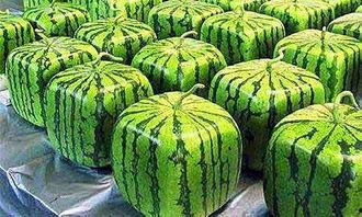 吃瓜集锦,盘点娱乐圈那些让人捧腹大笑的瞬间  第2张