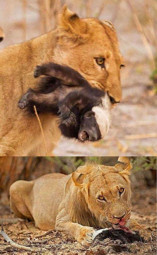 娱乐吃瓜酱动物,揭秘动物界的趣味八卦