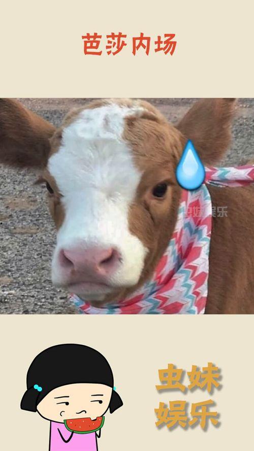 娱乐吃瓜酱动物,揭秘动物界的趣味八卦  第2张