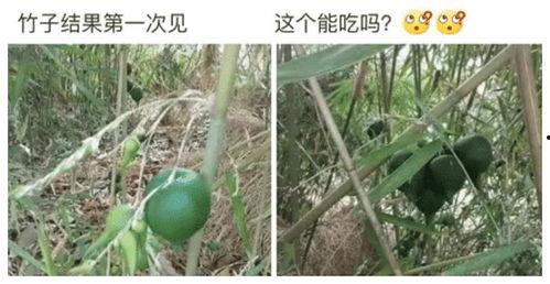 娱乐吃瓜酱竹子,娱乐吃瓜酱的幕后故事  第2张