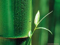 娱乐吃瓜酱竹子,娱乐吃瓜酱的幕后故事  第3张