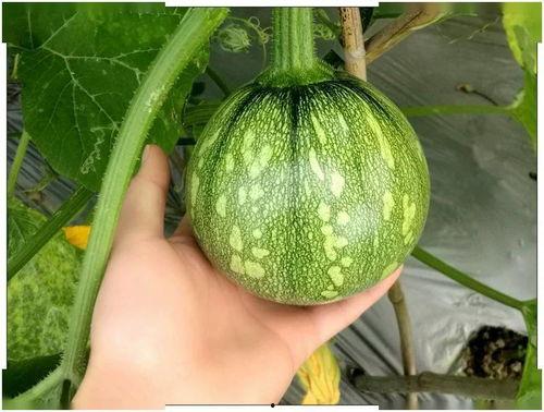 娱乐小葱花吃瓜视频大全,揭秘热门吃瓜视频大全  第2张