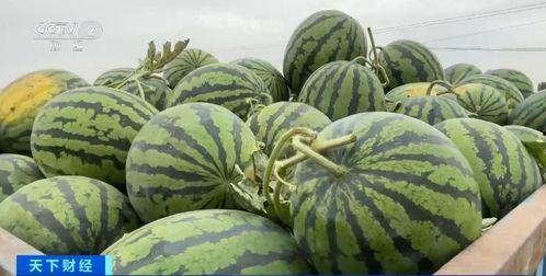 娱乐吃瓜香,吃瓜香背后的精彩故事  第3张