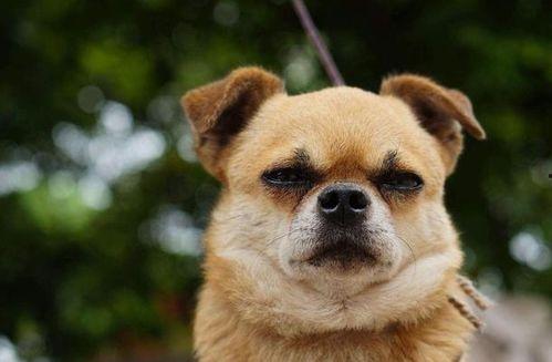 娱乐吃瓜酱狗饭盆,吃瓜酱狗饭盆背后的故事  第3张