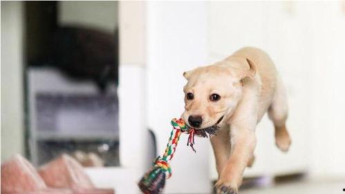 娱乐吃瓜菌小狗  第3张