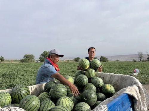 西藏扎西枫丹娱乐吃瓜,吃瓜群众眼中的神秘娱乐王国  第2张